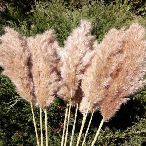 20 Pcs Dried Pampas