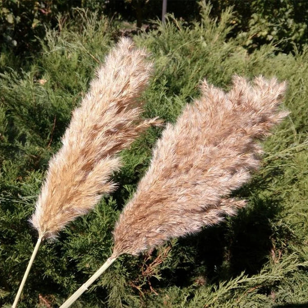 20 Pcs Dried Pampas