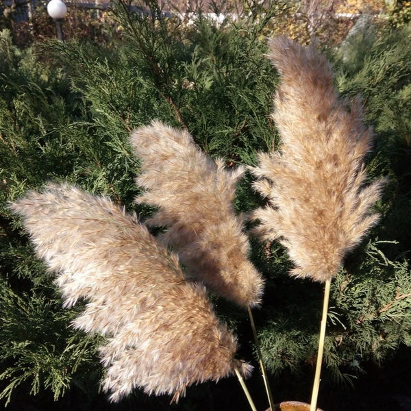 20 Pcs Dried Pampas