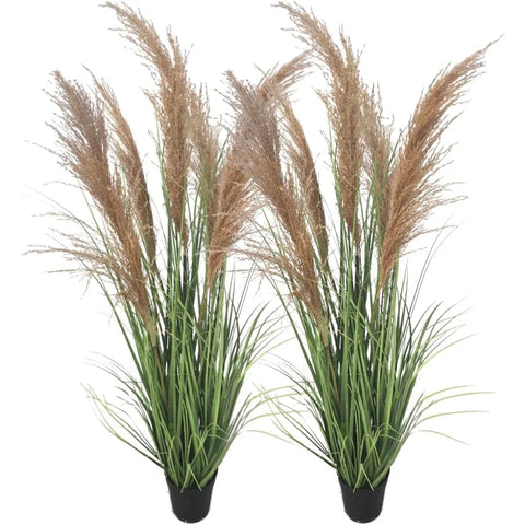 Pampas Grass Potted Plants