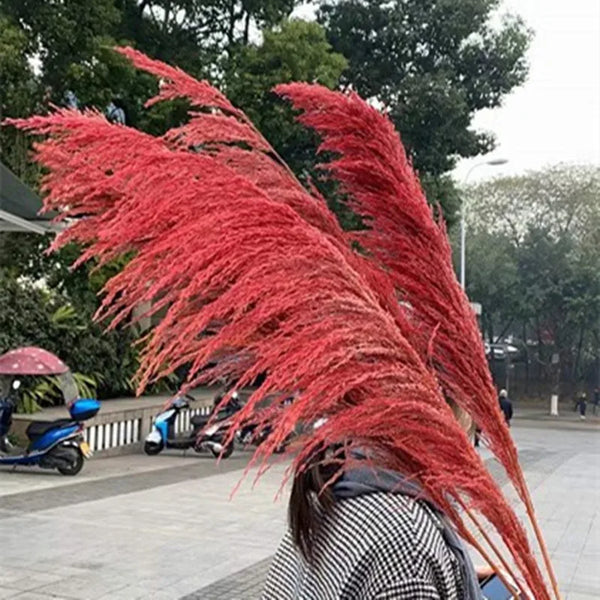 Large Dried Flowers Pampas Grass - jenshomeandgardendecor