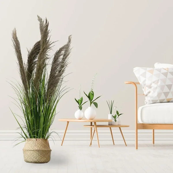 Pampas Grass Potted Plants