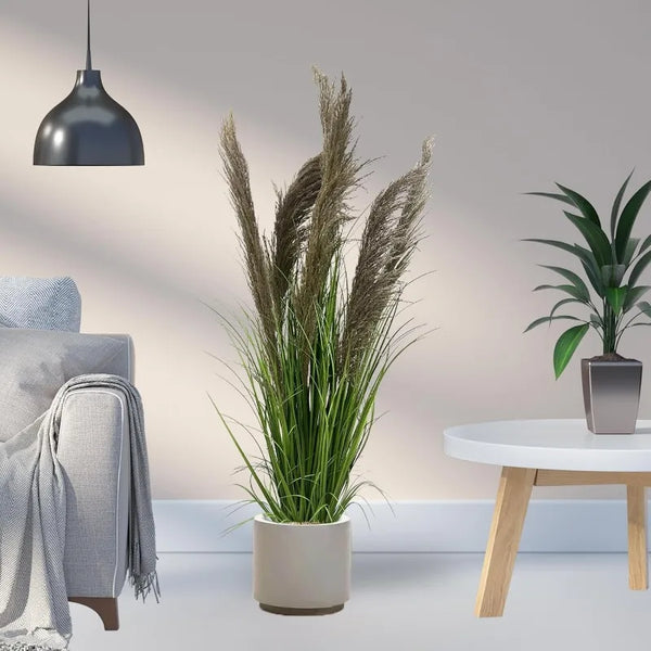 Pampas Grass Potted Plants