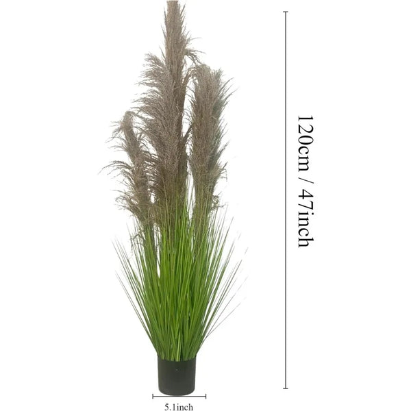 Pampas Grass Potted Plants