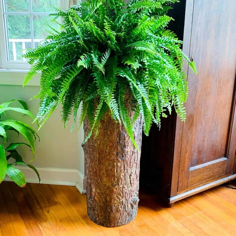 Country Corner Vintage Plant and Fern Stand. Unique Indoor Stump Planter and Flower Pot. Tall Rustic Indoor Cement Resin