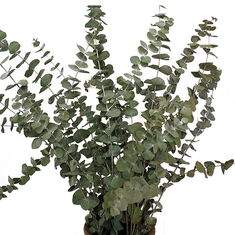 10Pcs/Bouquet Dried Eucalyptus - jenshomeandgardendecor