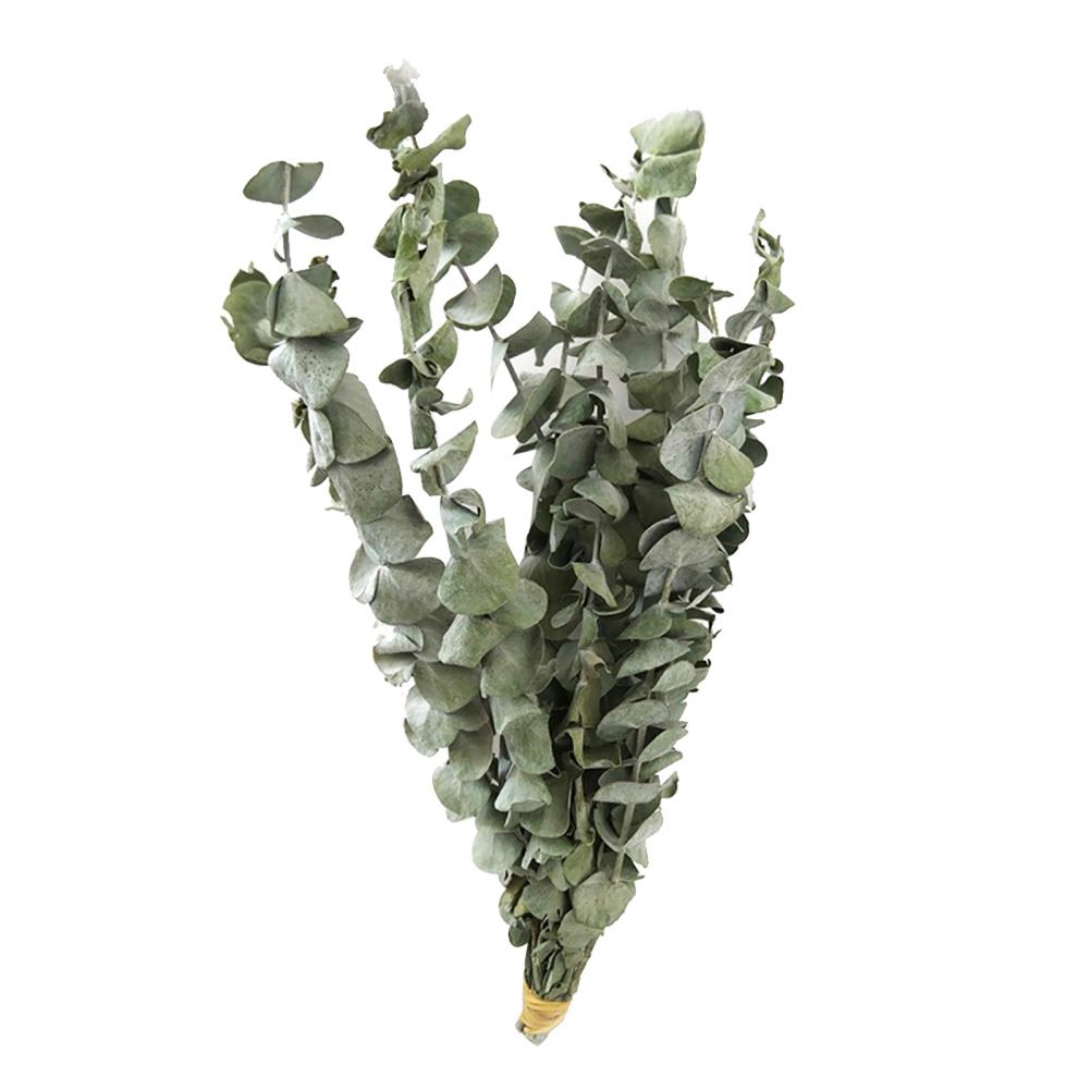 10Pcs/Bouquet Dried Eucalyptus - jenshomeandgardendecor