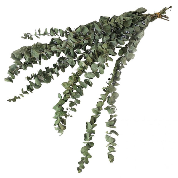 10Pcs/Bouquet Dried Eucalyptus - jenshomeandgardendecor